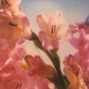 Meet your Posher, Haley